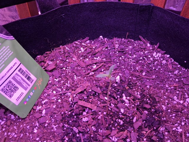 Gorilla Cookies Auto — seedling_rooting, day 9