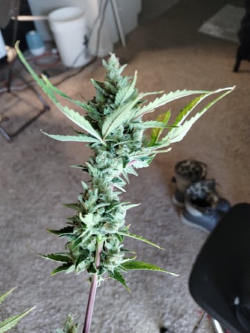Round 2🥊 — harvest, day 93