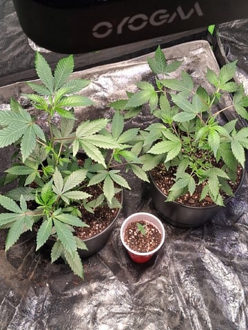 S&D  First Grow — vegetative, day 6