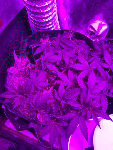 Amnesia Haze (First Ever Grow) — vegetative, day 47