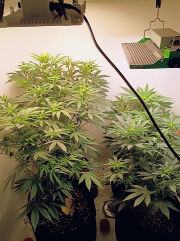 Lokie OG x Permanent Marker — flower, day 66