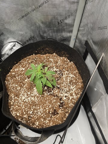 Coco Grow — seedling_rooting, day 22