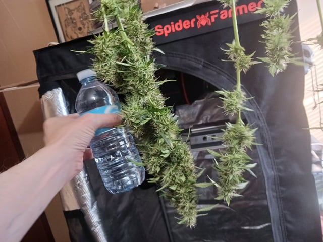 9lbhammer feminized  — harvest, day 84