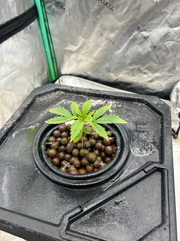 Hydro grow left