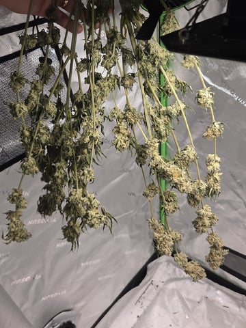 Bruce Banner #4  — harvest, day 129
