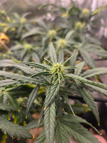 Experiment Time — flower, day 53