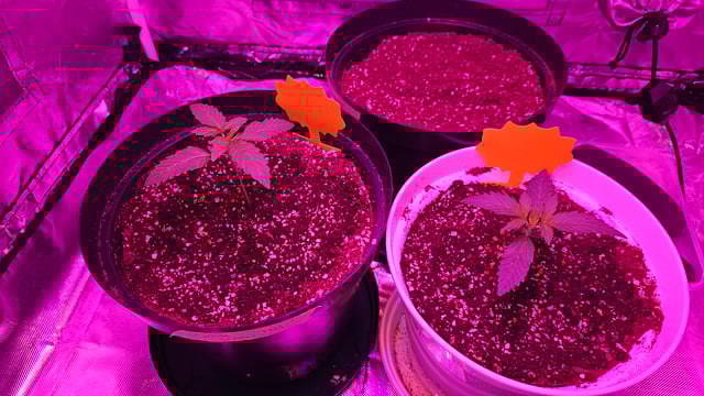 first grow adventure  — seedling_rooting, day 16