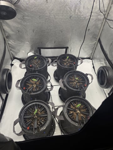 2nd Grow Lemon Cherry Cookies — seedling_rooting, day 10