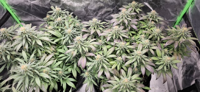 SBJ Clones — flower, day 105