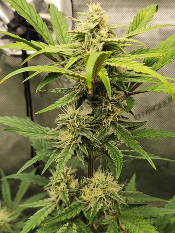 Mephisto Apple Crush and Pop tart OG in Nature's Living Soil.  — flower, day 55