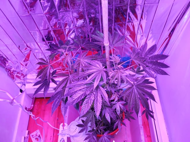 triangle kush  — flower, day 46
