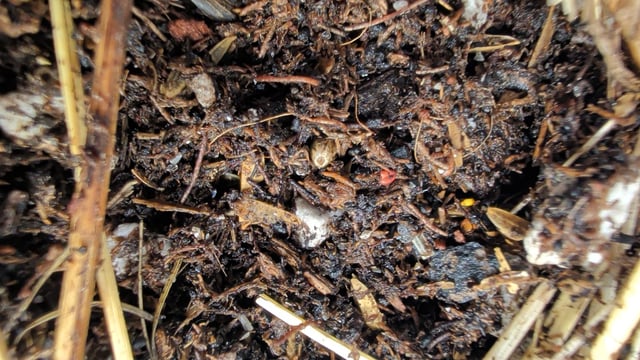 Quick Auto Grow — germination, day 1