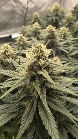 Original 1990 genetics  — flower, day 101