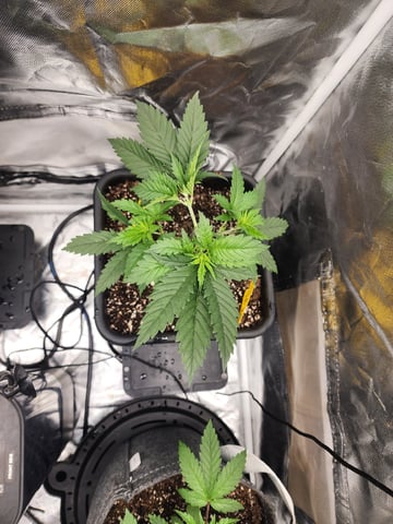 Hashburger And Lemon Deisel — harvest, day 3