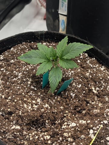 Guava, Guava, Gelato  — grow_setup, day 14