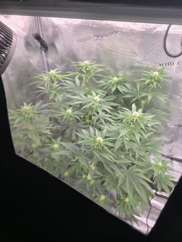 Northern lights #10 (Alaska) — flower, day 54