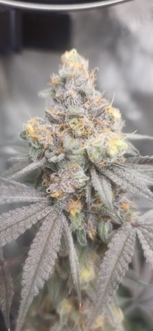 First clones (Dr nefario)  — flower, day 84