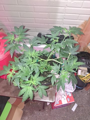 lil babies  — vegetative, day 14