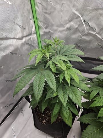 Bruce Banner #4  — vegetative, day 54