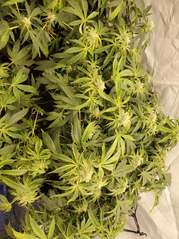 Banana Purple Punch & Rainbow Showers — flower, day 82