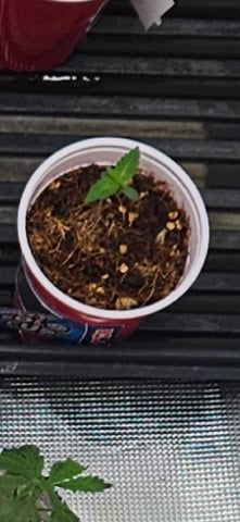 Seed To Harvest #1 4×4 — seedling_rooting, day 4