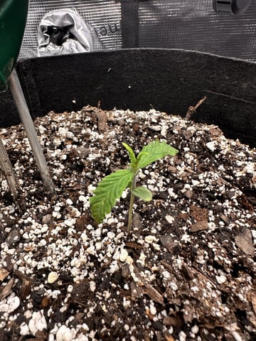 Gorilla Cookies — 1st Grow — vegetative, day 13