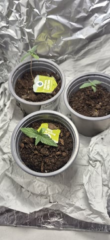 3x Strains — seedling_rooting, day 16