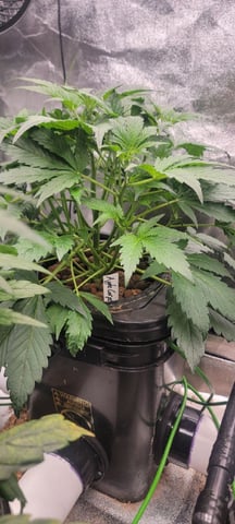 My First Grow — vegetative, day 42