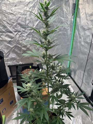 white runtz auto flower — flower, day 45