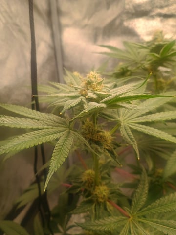 lil Slurry, first grow — flower, day 73