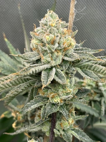 MVPGrow