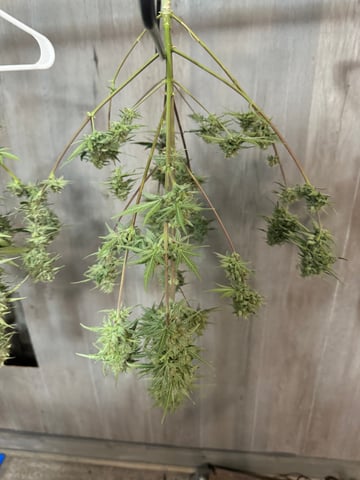 Grow Number 2 — harvest, day 65