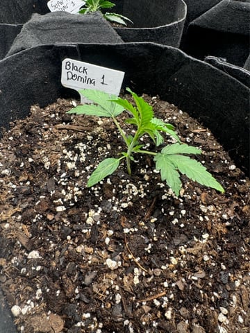 SSH and BD — vegetative, day 21