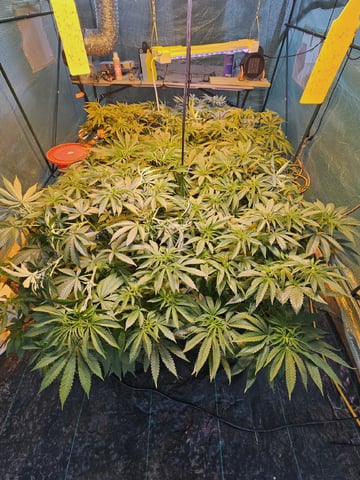 Sour Headies/OGBX1 — vegetative, day 11