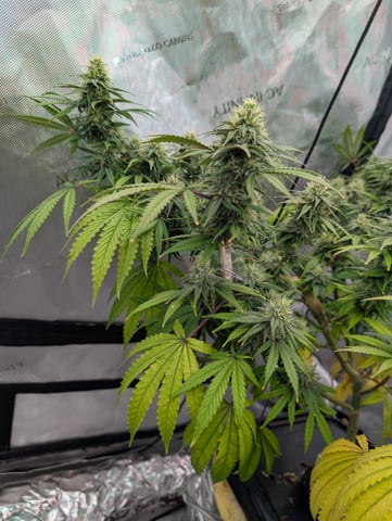 Black African Magic — flower, day 95