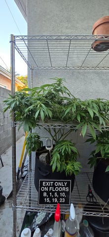 Mystery Weed Plant — flower, day 121