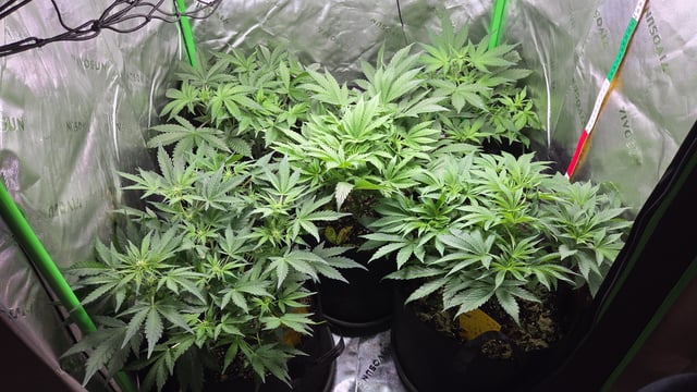 Special Queen 1 Fem+ Watermelon Auto — flower, day 42