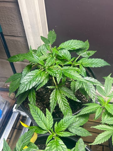 first indoor tent grow — vegetative, day 80