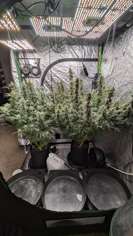 Strawberry Cheesecake Seedsman Seeds Autoflowers x2 — flower, day 77