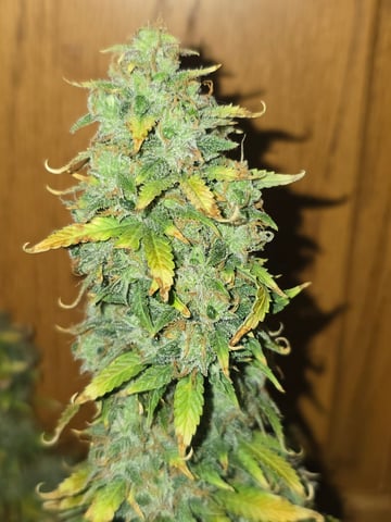 2nd Autoflower Indoor Grow — flower, day 97