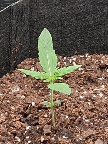 First Indoor Grow  — seedling_rooting, day 13