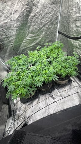 1st Ever Grow (GodFather OG) (Coco) — flower, day 83