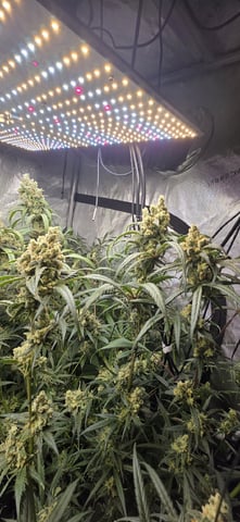 strawberry guava bx — flower, day 28