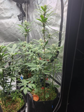 Mephisto Apple Crush and Pop tart OG in Nature's Living Soil.  — flower, day 46