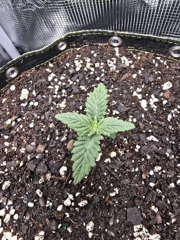  1 Blue Zushi x Venom & 1 Jack Here x Strawberry Cookies OG — vegetative, day 10