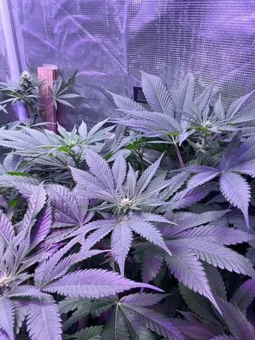 Cherry Pie  — flower, day 50