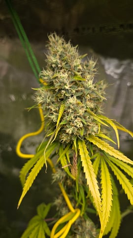 Big Momma Blue Dream  — flower, day 56