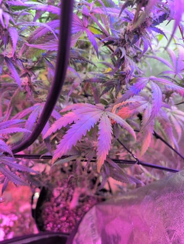 2025-26 — flower, day 84