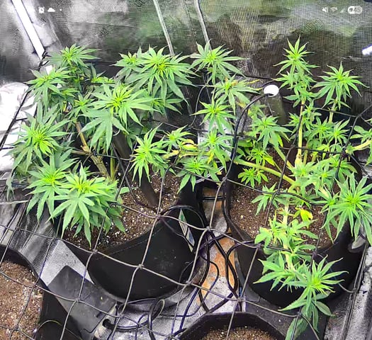 Blue Dream Feminized  — vegetative, day 72