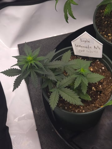 Fast Buds - Purp Lemonade — flower, day 29